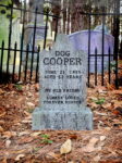 DogCooper1web